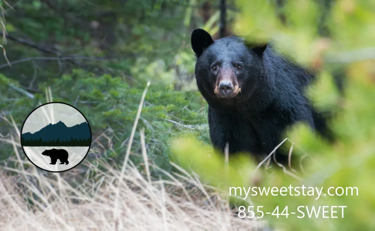 A striking exterior shot capturing a black bear in a lush, green landscape filled with wild grass and dense foliage. The natural setting embodies the adventure and wildlife experiences possible in the Smoky Mountains region.